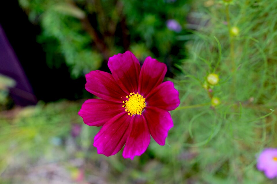 Flowers nature purple photo