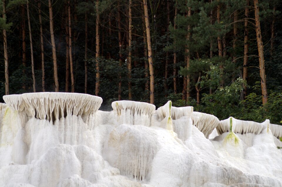 Nature pine salt dome