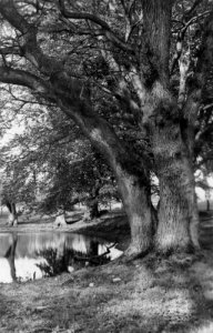 Alte Eichen bei Sande am Stocksee (Kiel 70.253)