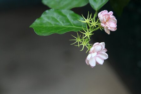 Flower jasmine plant