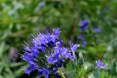 Blue flowers nature light