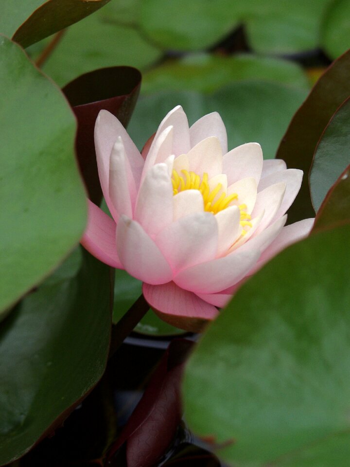 Water flower flora