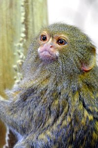 Animal nature mammal