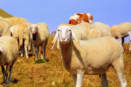 Prato animal grass