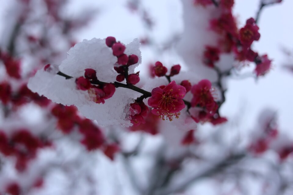 Nature winter snow