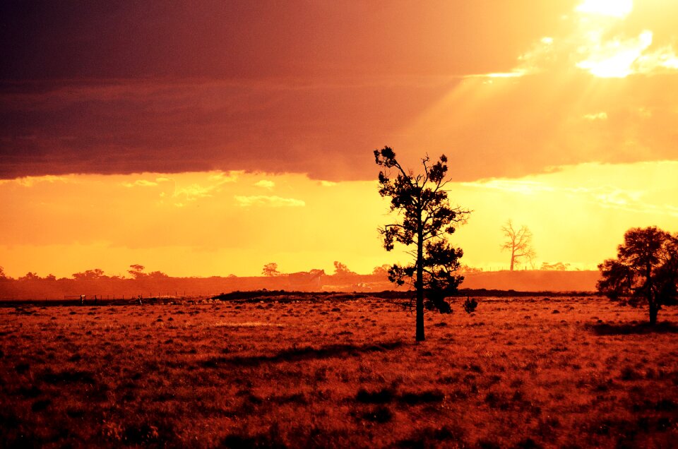 Natural sun wood