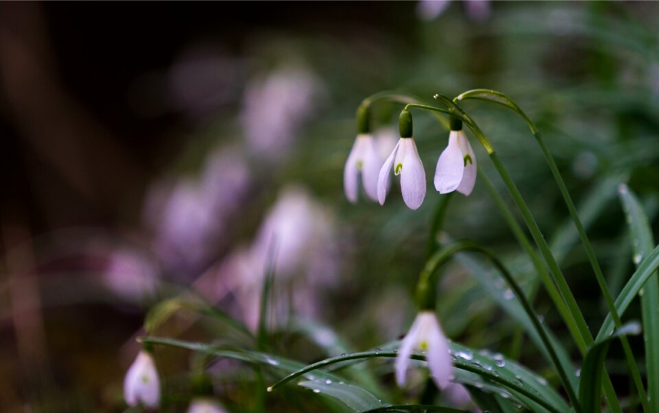 White spring flower