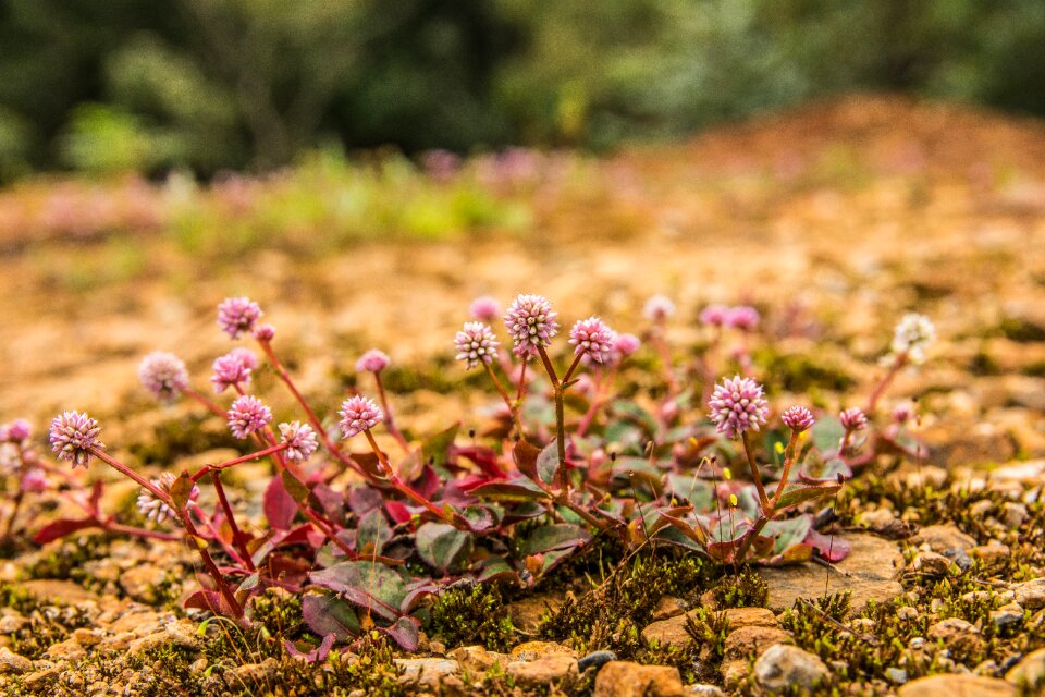 Plant forest shrubs
