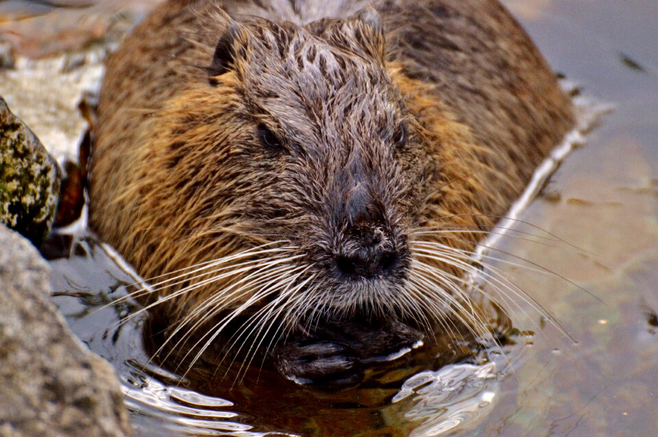 Splashing animal world animal
