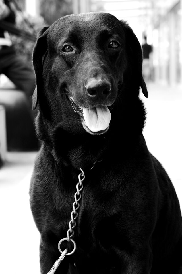 Pet animal cute