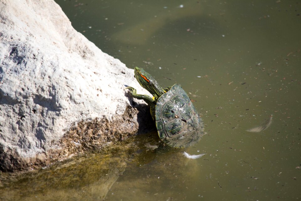 Pool lake wildlife
