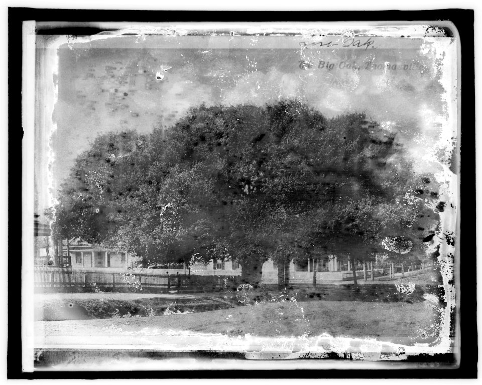 Am. Forestry Ass'n, the big Oak, Thomasville, Ga. LCCN2016851821