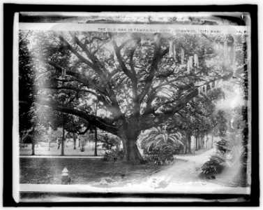 Am. Forestry Ass'n, Old Oak in Tampa Bay Hotel grounds, Tampa, Fla. LCCN2016851820
