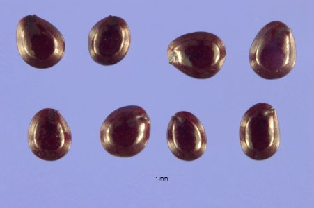 Amaranthus hybridus seeds, amhy 003 php