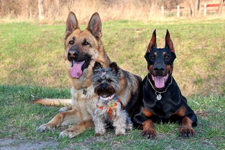 Dogs cute love