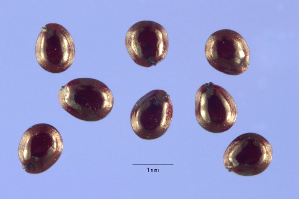 Amaranthus powellii ARS-1