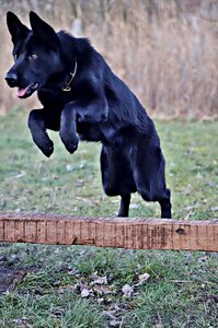 Jump dog agility sports
