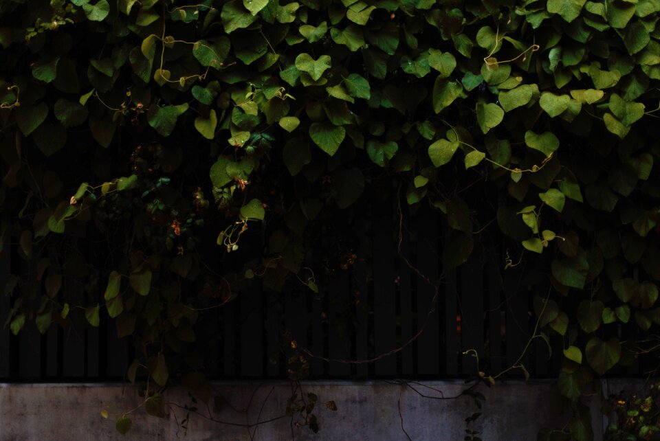 Fence gray leaf gray leaves