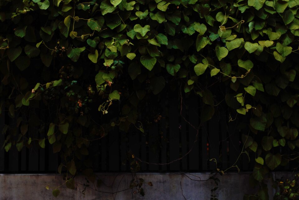 Fence gray leaf gray leaves photo