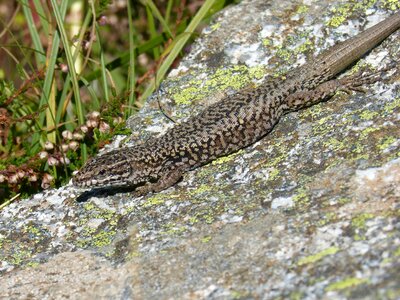 Pyrenees podarcis hispanicus texture