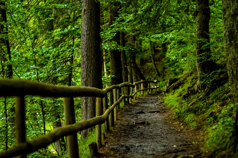 Plant path wooden