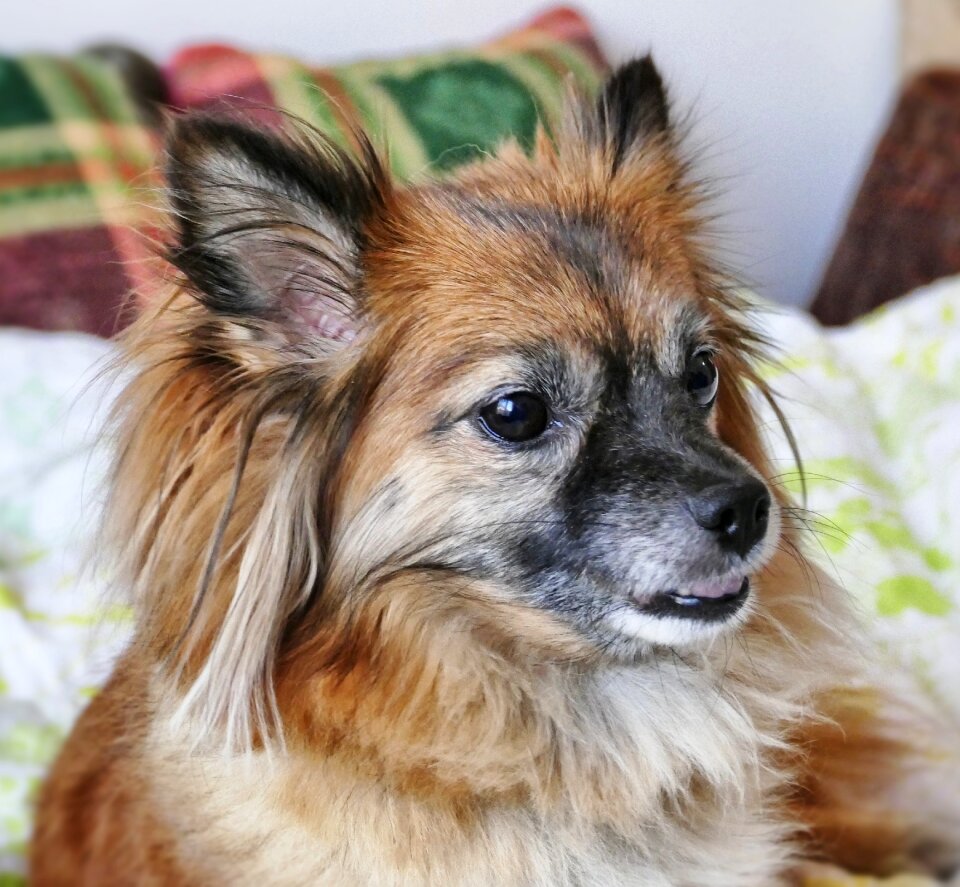 Cute mammal portrait