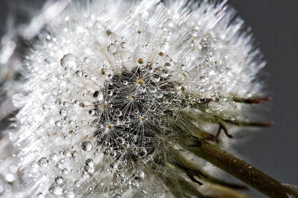 Wet water gray plant