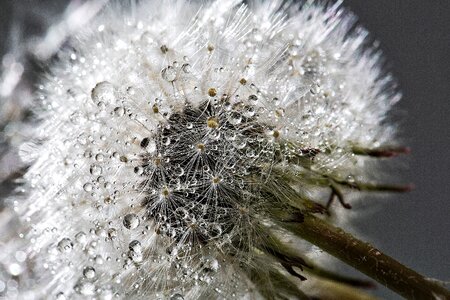 Wet water gray plant