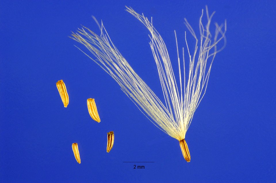 Baccharispilularis