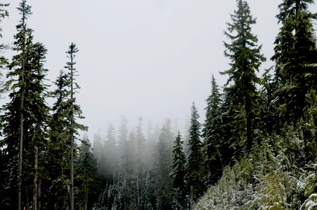 Snow nature pine