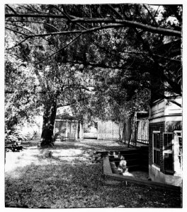 Backyard LOC cwpb.03336