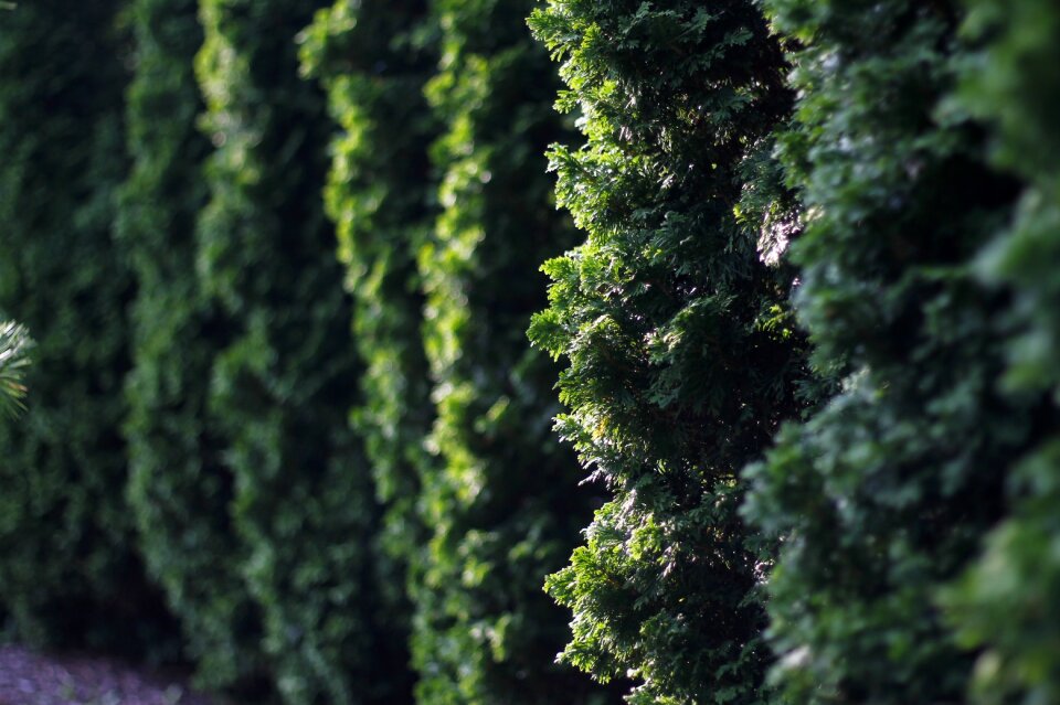 Foliage texture wall