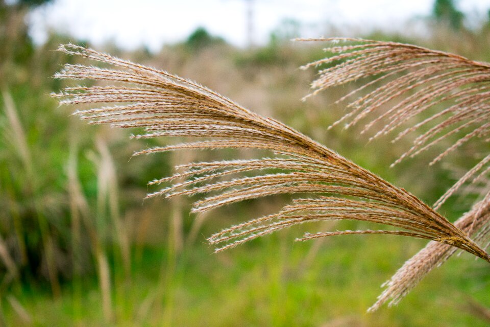 Pampas grass pampas grass pruning pampas grass flower