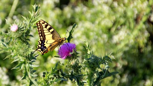 Nature insect thistles