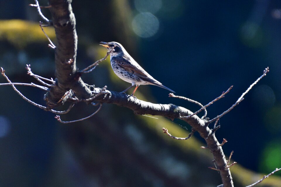 Animal outdoors thrush