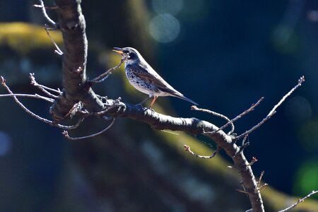 Animal outdoors thrush