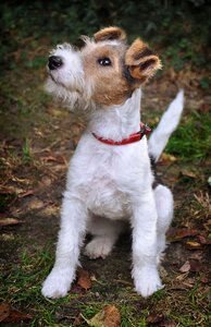 Young dog animal shelter animal welfare