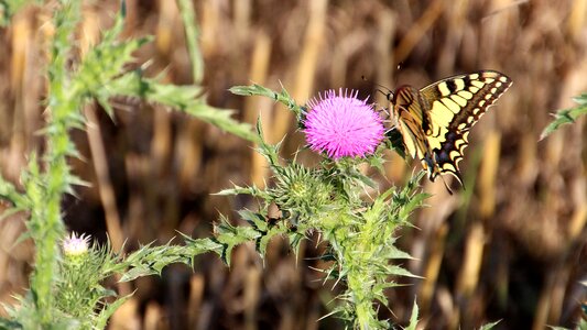 Nature insect thistles