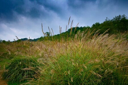 Grass pampas grass pruning pampas grass flower