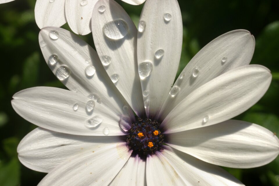 Nature flora summer
