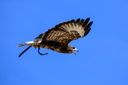 Bird sky blue photo