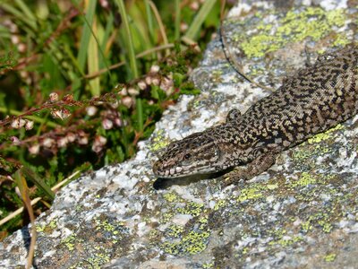 Pyrenees podarcis hispanicus texture