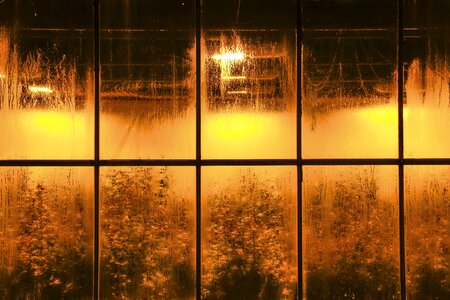 Leaves windows glass
