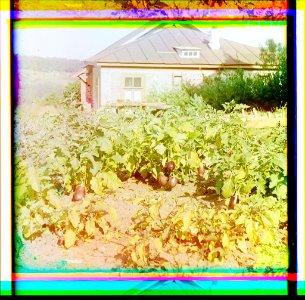 Badrazhany, Eggplants