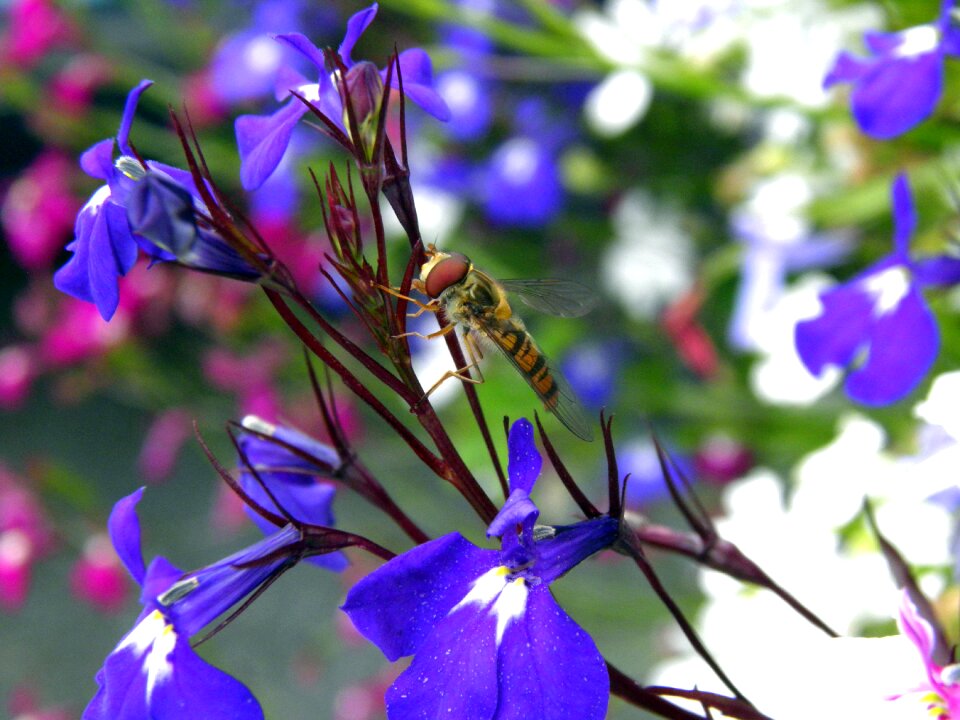Plant blossom bloom