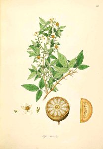 Bael illustration