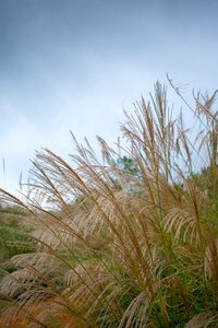 Pampas grass from grass weeds