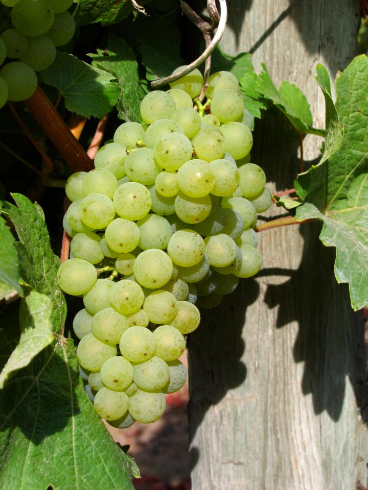 Grapes vine grapevine
