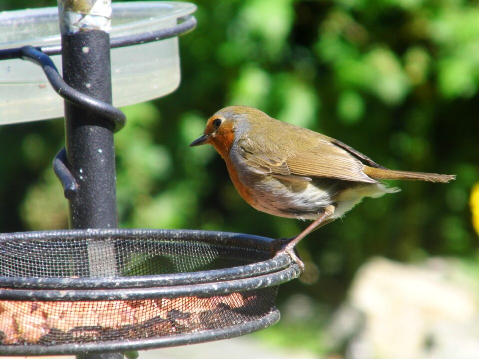 Garden feeding redbreast