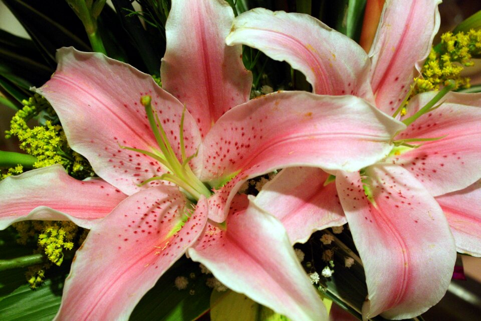 Lilies pink flower lily